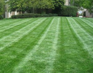 Read more about the article How Much Does Lawn Mowing Cost?
