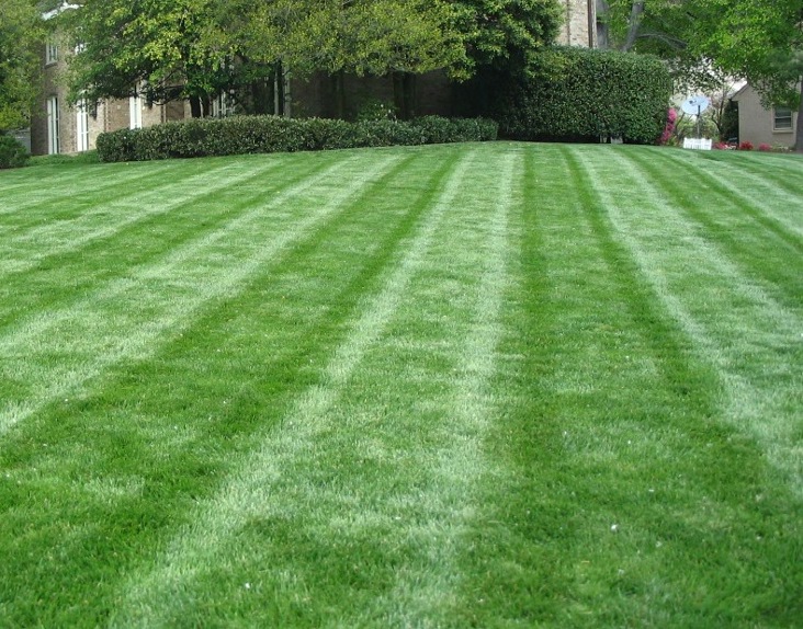 You are currently viewing How Much Does Lawn Mowing Cost?