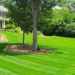How should you mow your lawn?